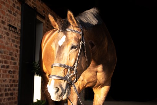Dark brown double noseband comfort bridle 